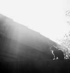 Кошка на заборе в лучах солнца (кроп) 317x332 