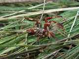 Южнорусский тарантул see picture pauk2.jpg 640x480 