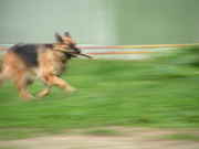 Цикл Движение. Собака