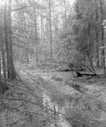 Цикл Дороги. Лес