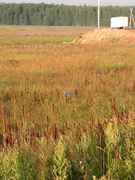 Цикл Дороги. Российские... Табличка посреди болота. И сколько - неизвестно